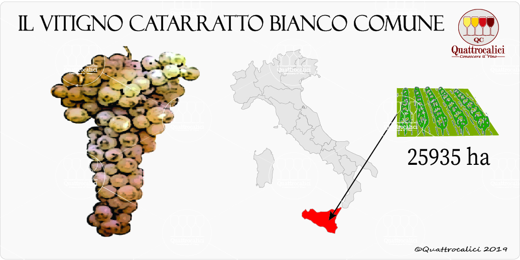 vitigno catarratto bianco comune