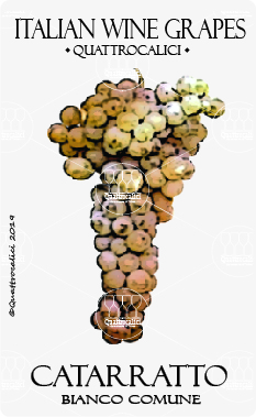 catarratto bianco comune vitigno