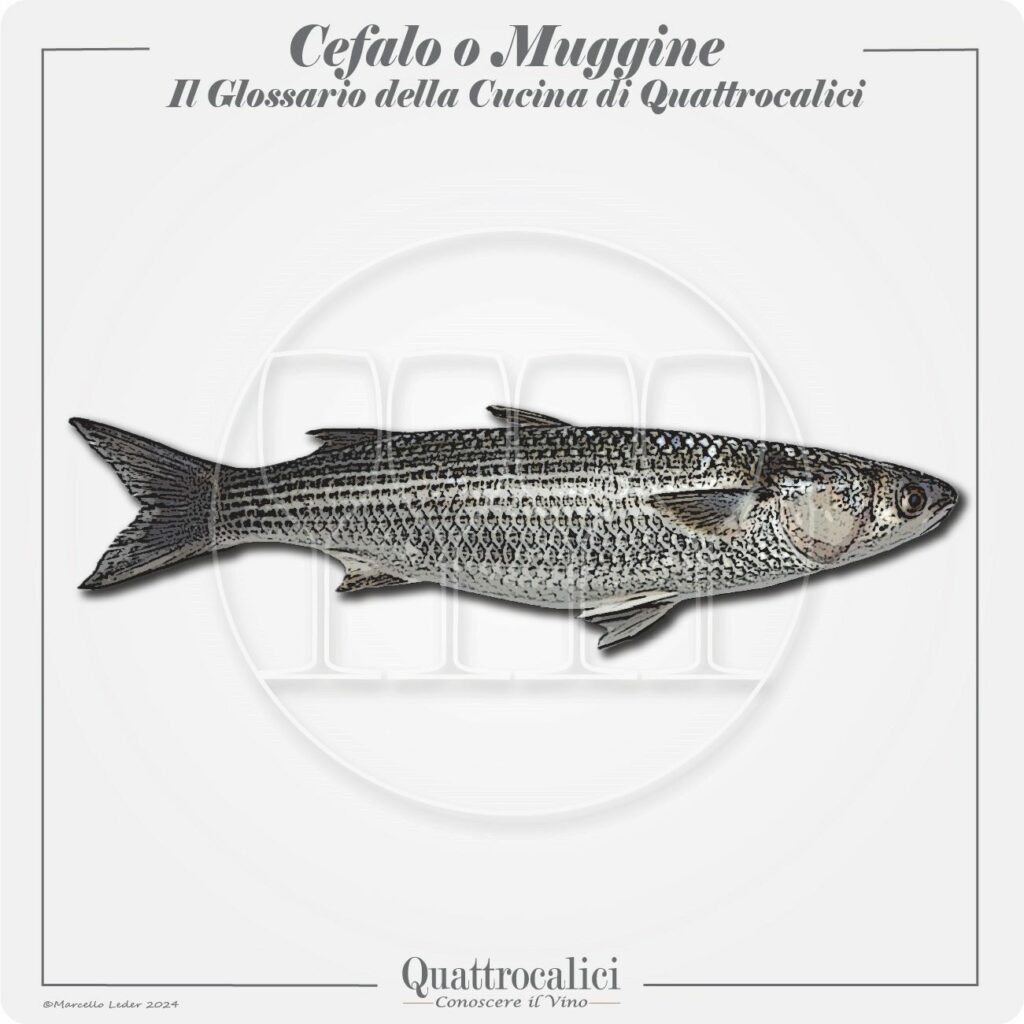 il cefalo o muggine in cucina e con i vini