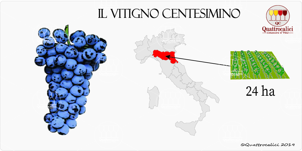 vitigno centesimino