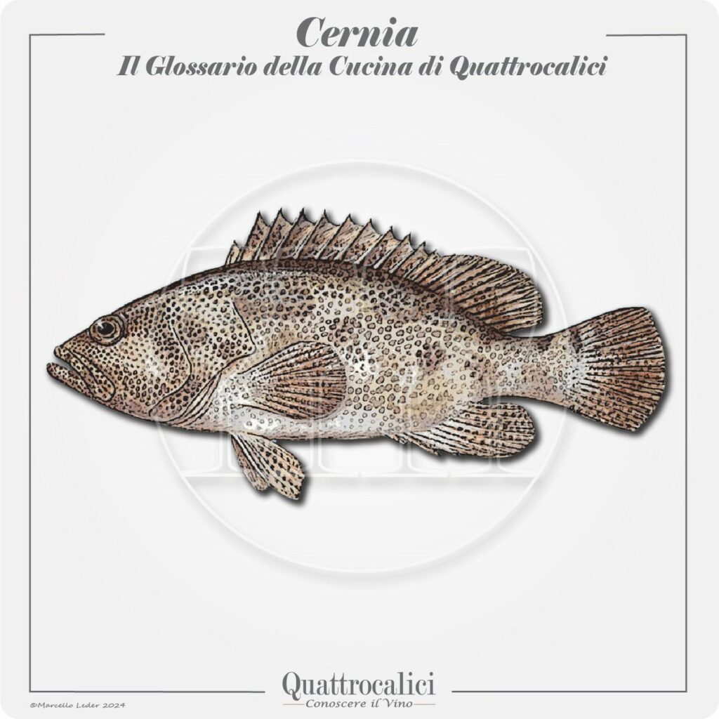 la cernia in cucina e con il vino