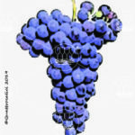 cesanese comune vitigno