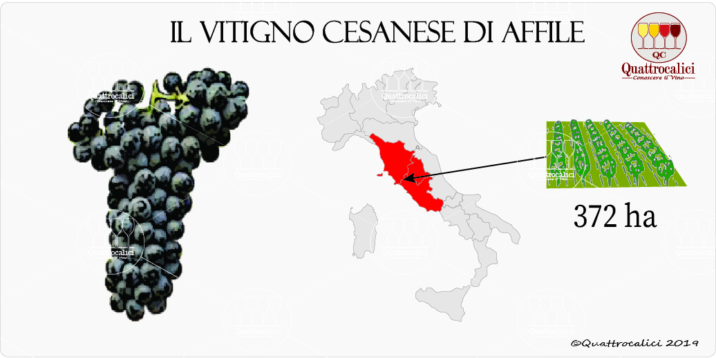 vitigno cesanese di affile