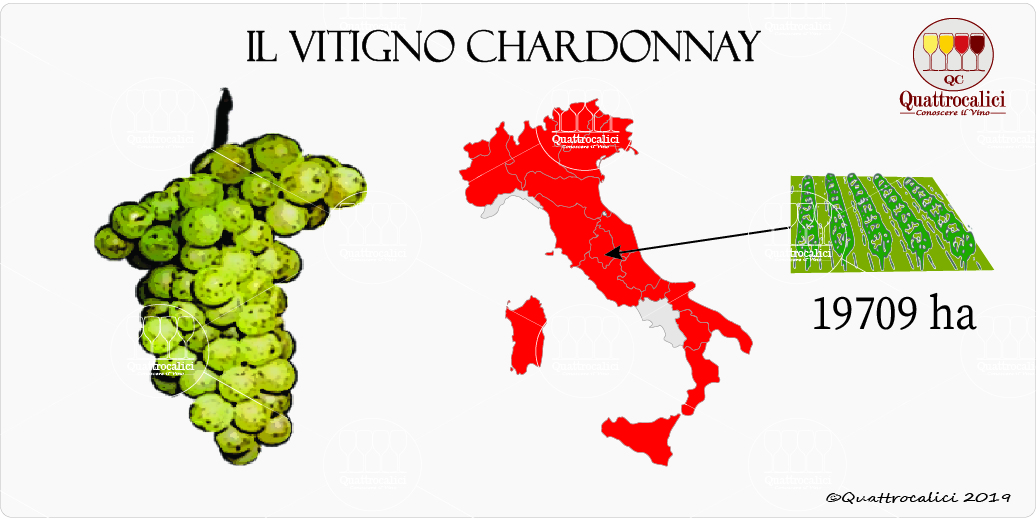 vitigno chardonnay