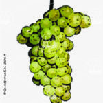 chardonnay vitigno