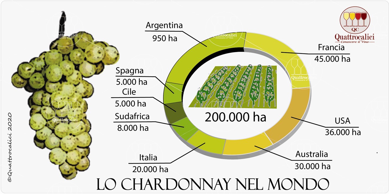 chardonnay nel mondo