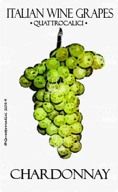 chardonnay vitigno