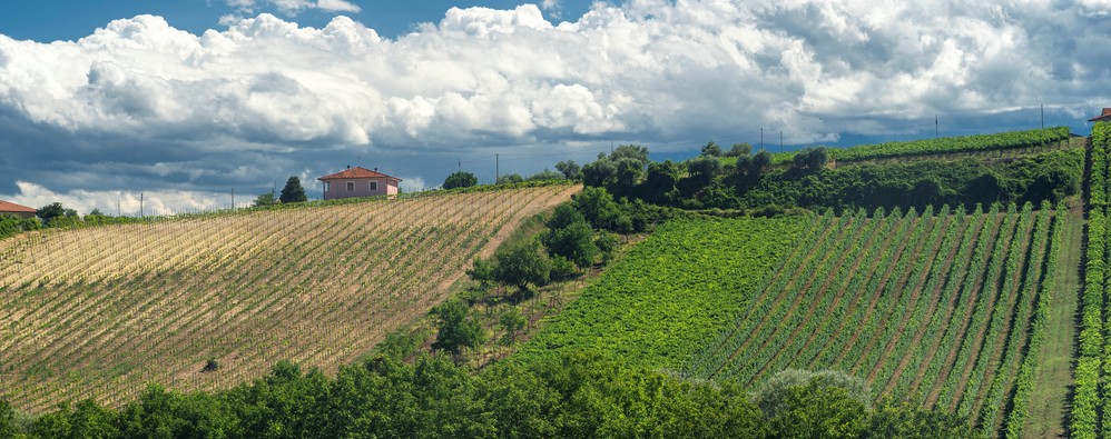 provincia chieti vino