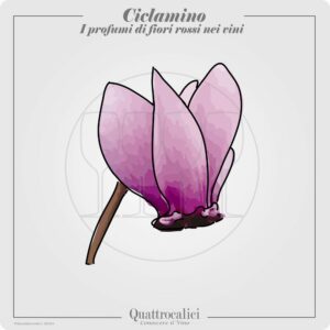 Il profumo di ciclamino nei vini
