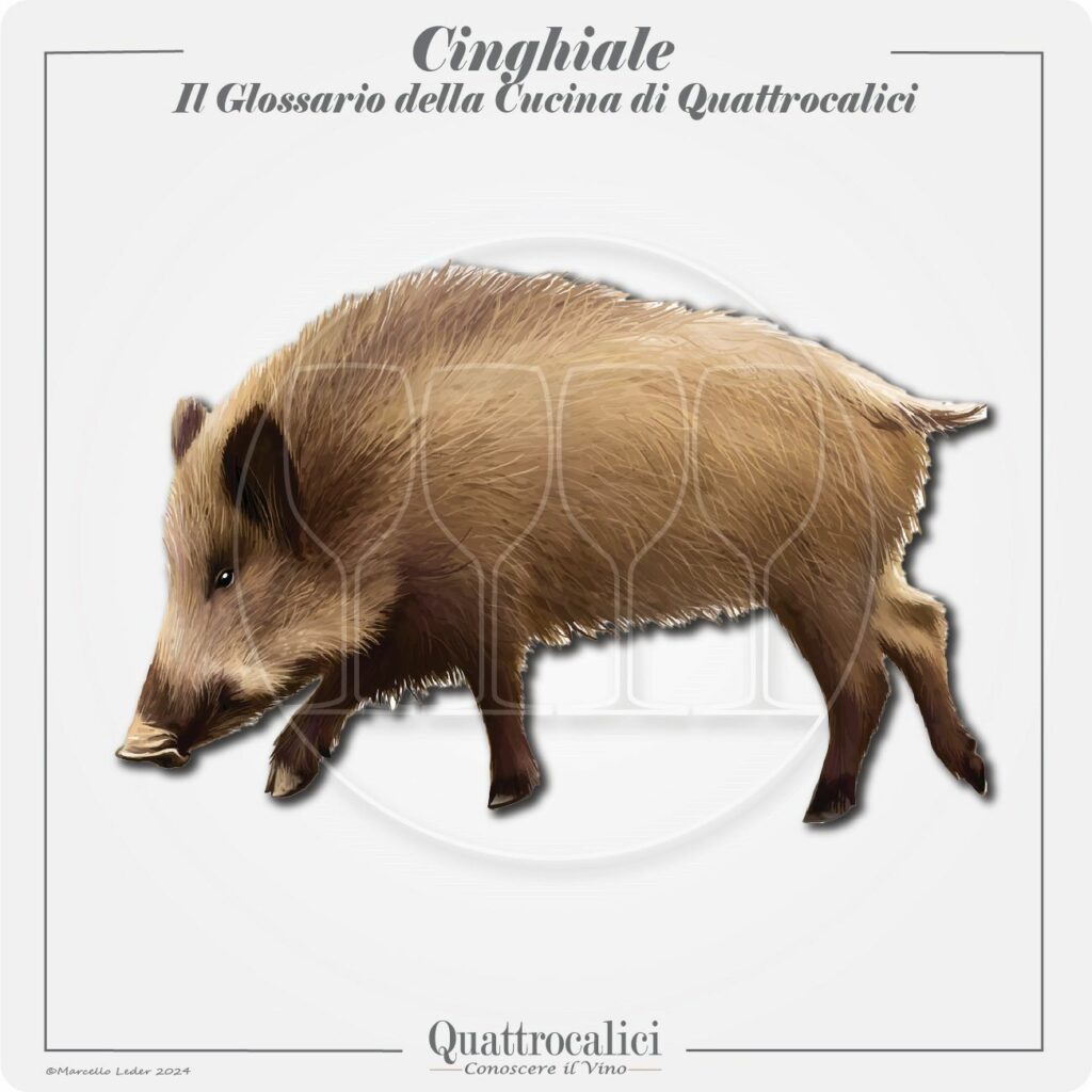 il cinghiale in cucina e con il vino