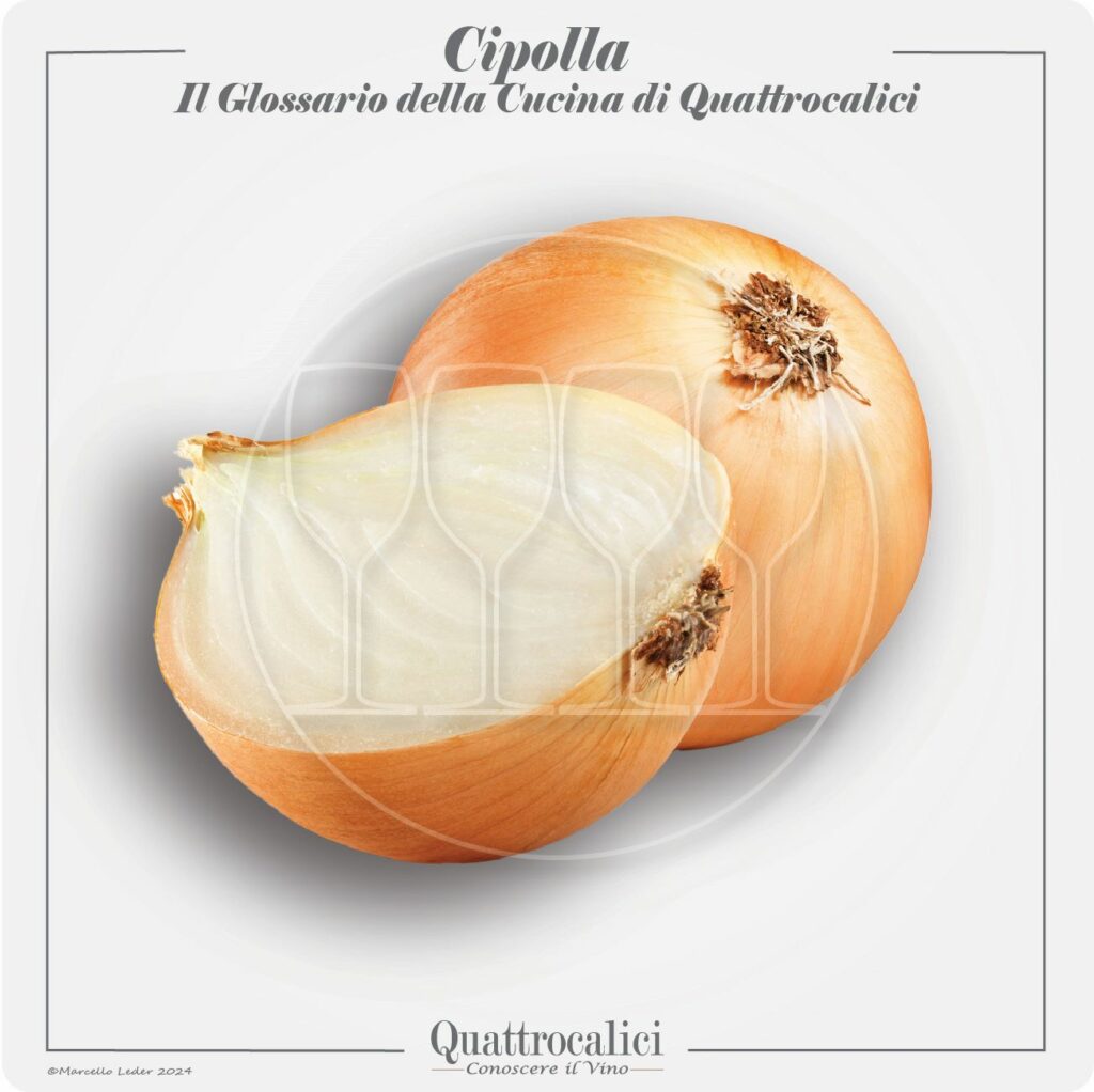 le cipolle in cucina e con i vini