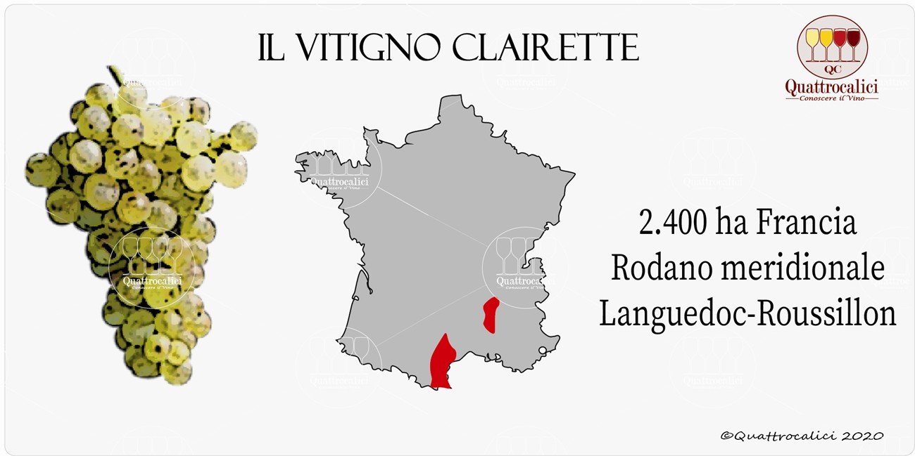 vitigno clairette