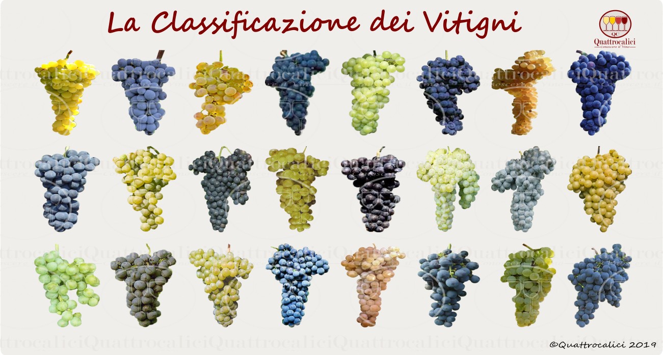 I vitigni e la loro classificazione