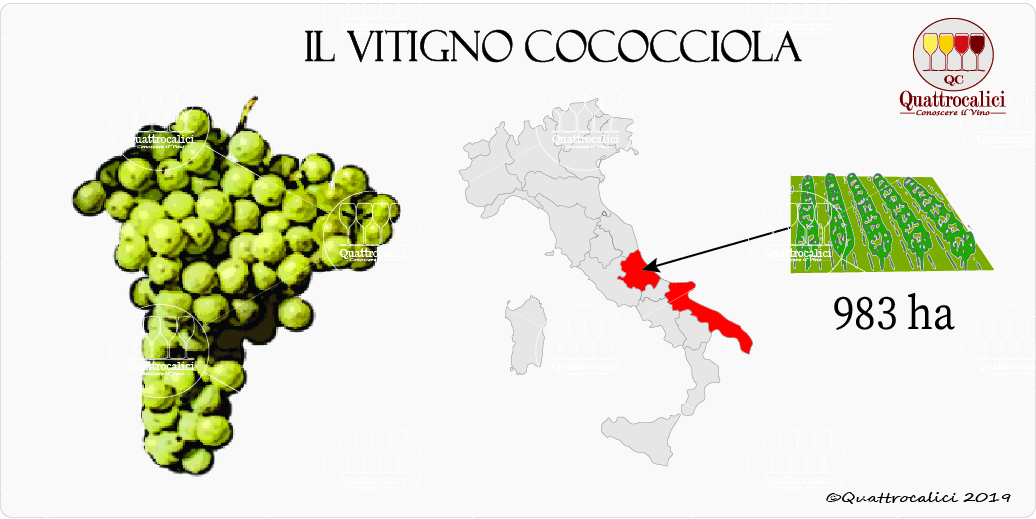 vitigno cococciola