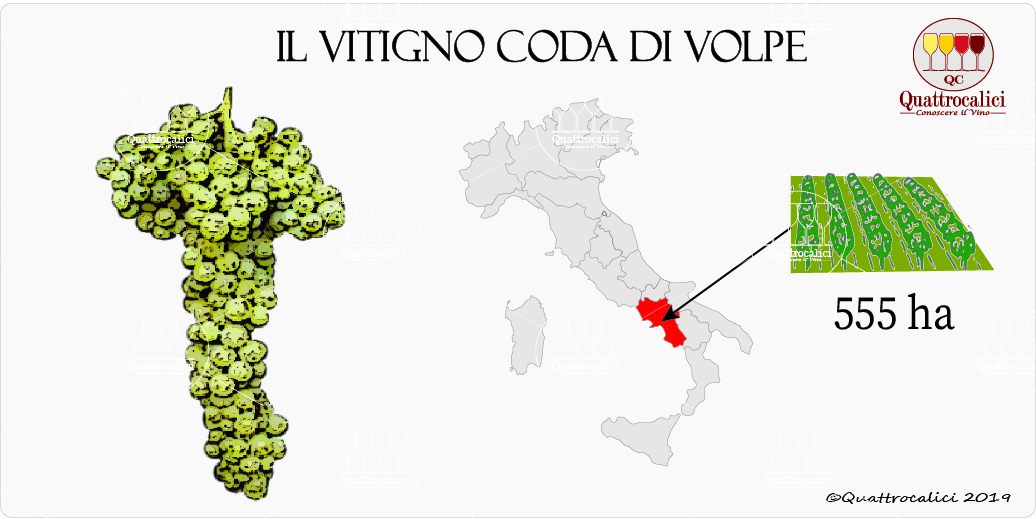 vitigno coda di volpe