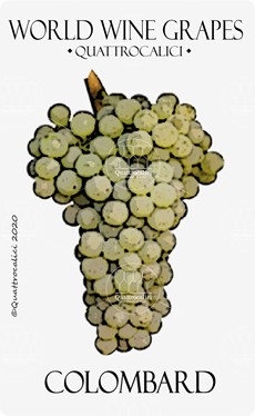 colombard vitigno