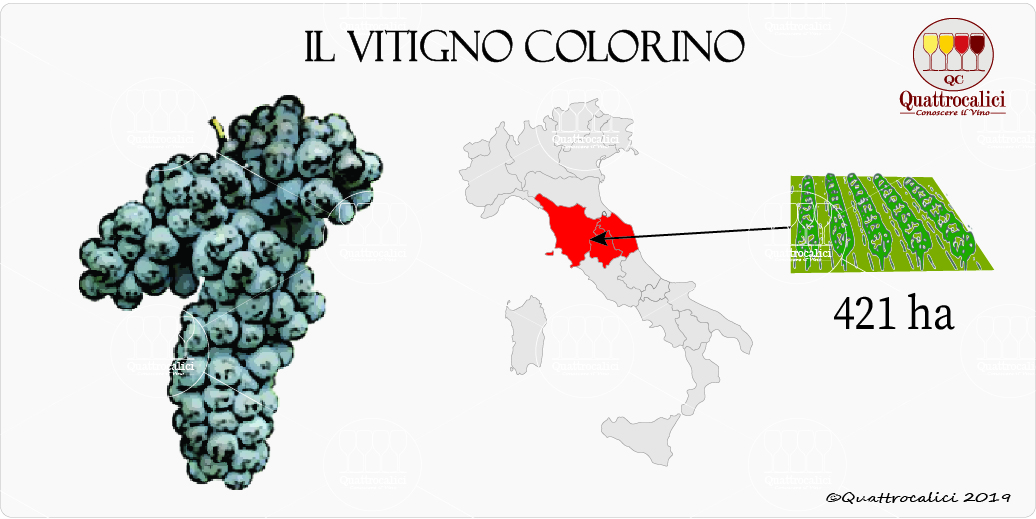 vitigno colorino