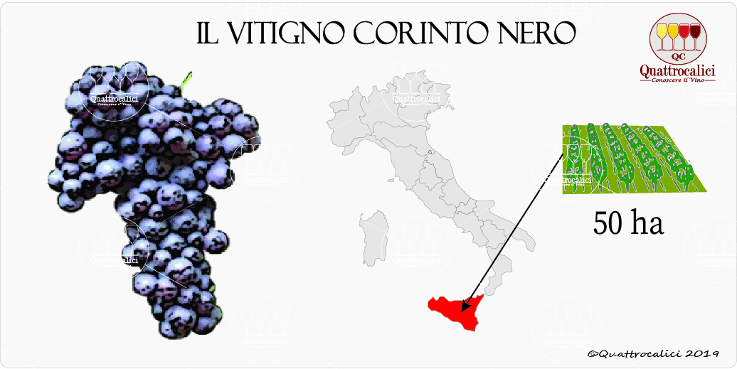 vitigno corinto nero