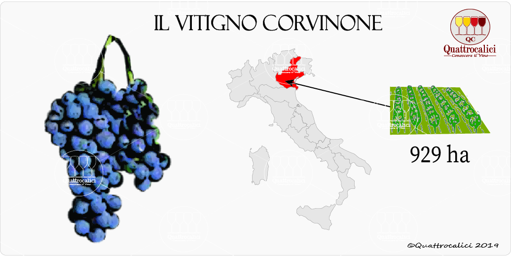 corvinone vitigno