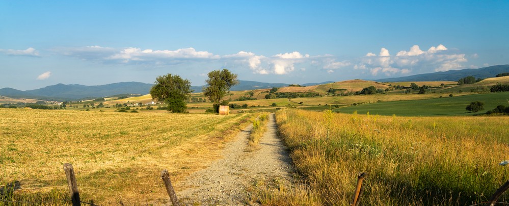 provincia cosenza vino