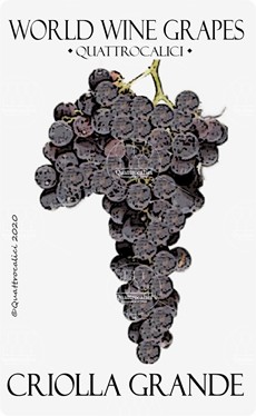 criolla grande vitigno