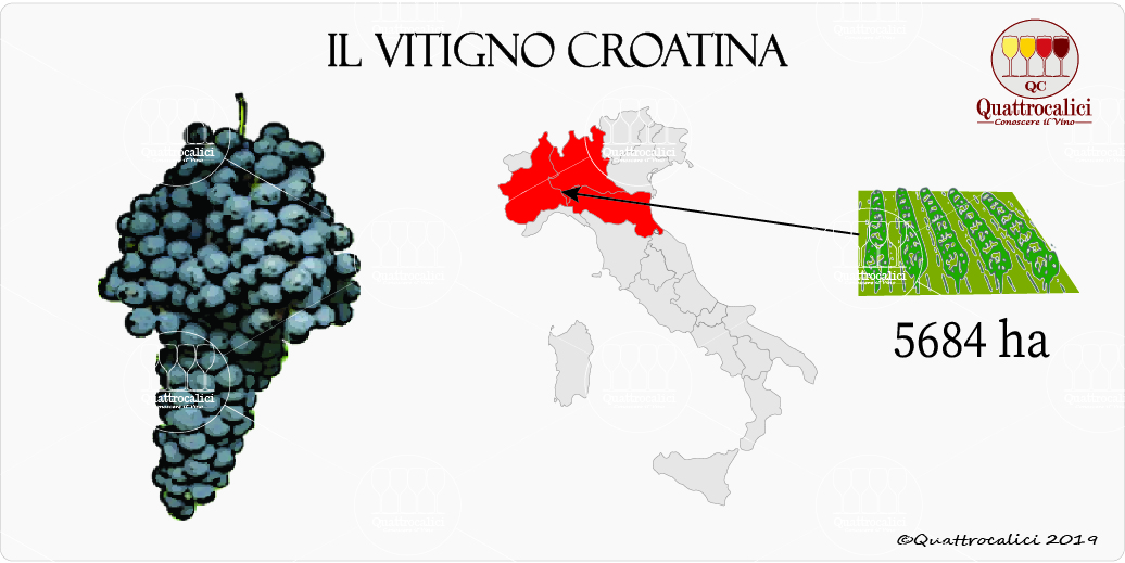 vitigno croatina