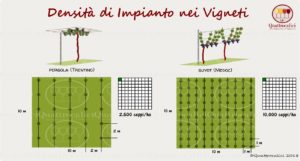 densità impianto vigneti