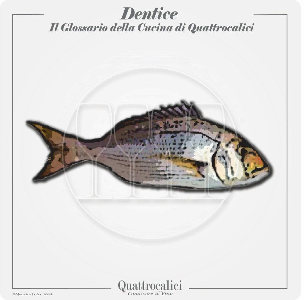 il dentice in cucina e con i vini