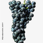 dindarella vitigno
