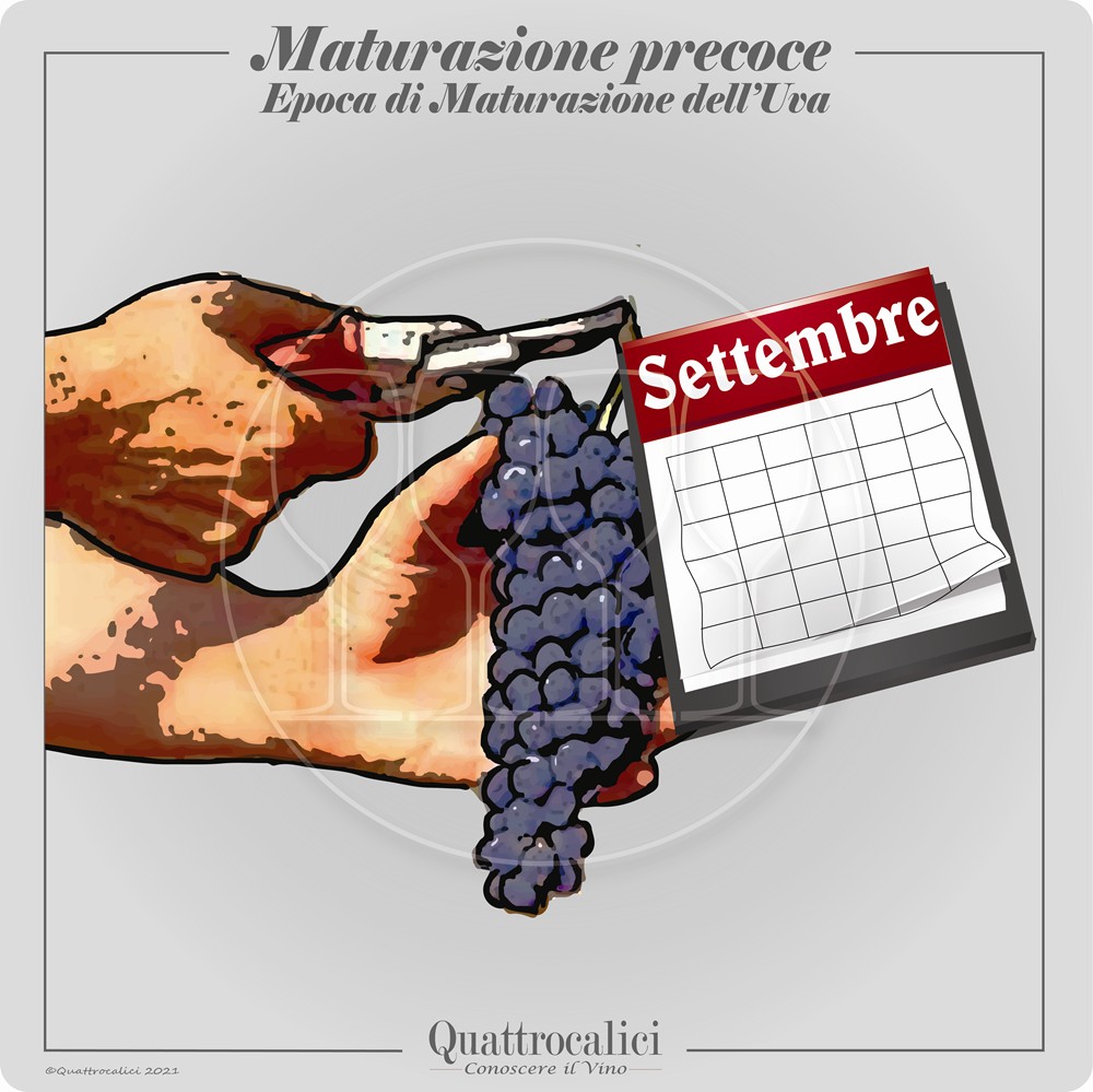 Uva con epoca di maturazione precoce