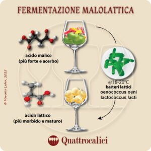 fermantazione malolattica nel vino