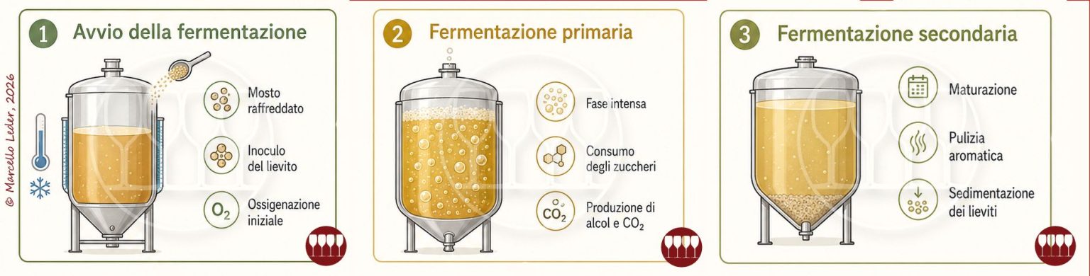 Produzione della birra – La Fermentazione - Quattrocalici