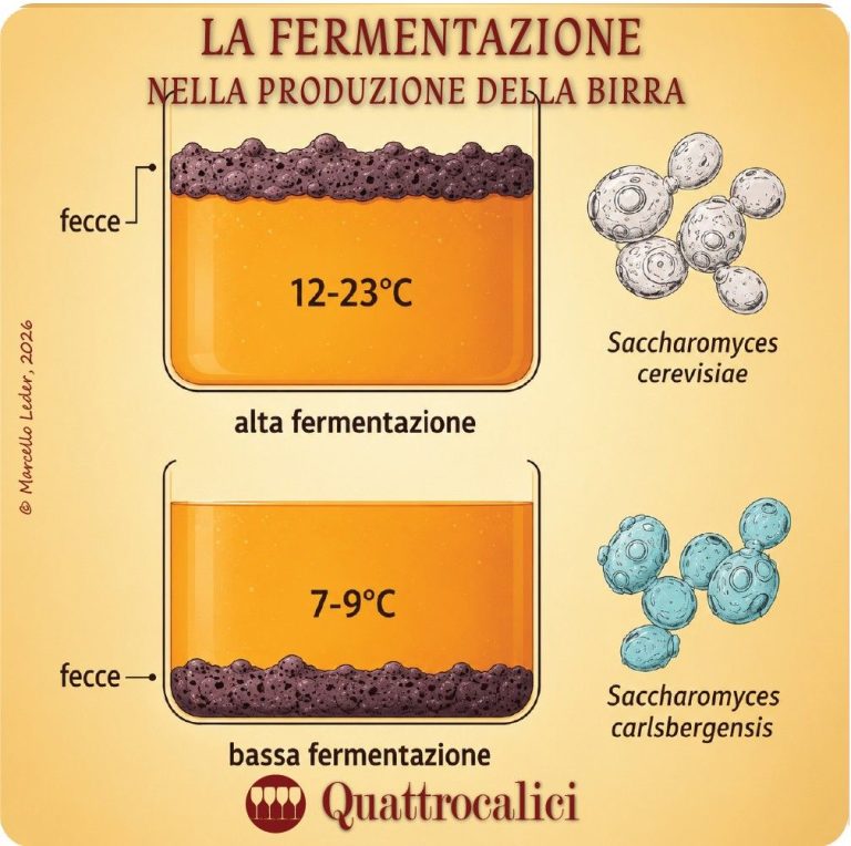Produzione della birra – La Fermentazione - Quattrocalici