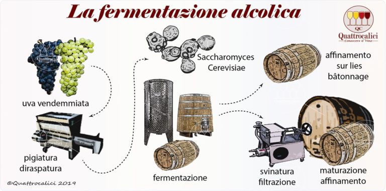 la fermentazione alcolica nel vino