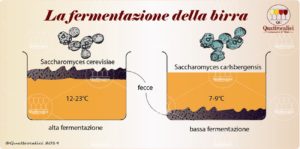 fermentazione birra