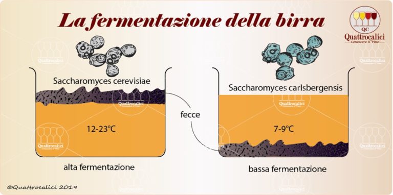 fermentazione birra