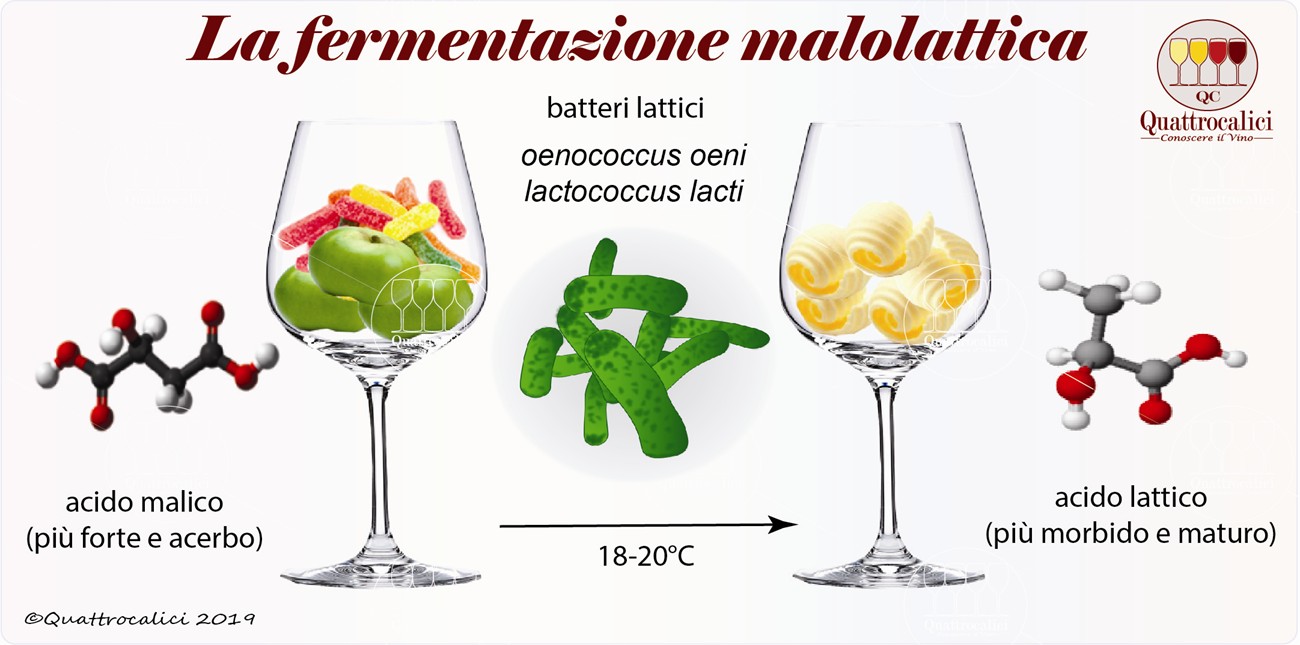 la fermentazione malolattica del vino