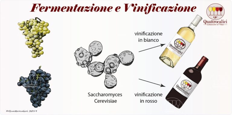 fermentazione e vinificazione