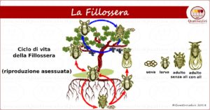 Ciclo di vita della fillossera