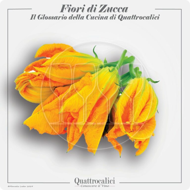 i fiori di zucca in cucina e con i vini