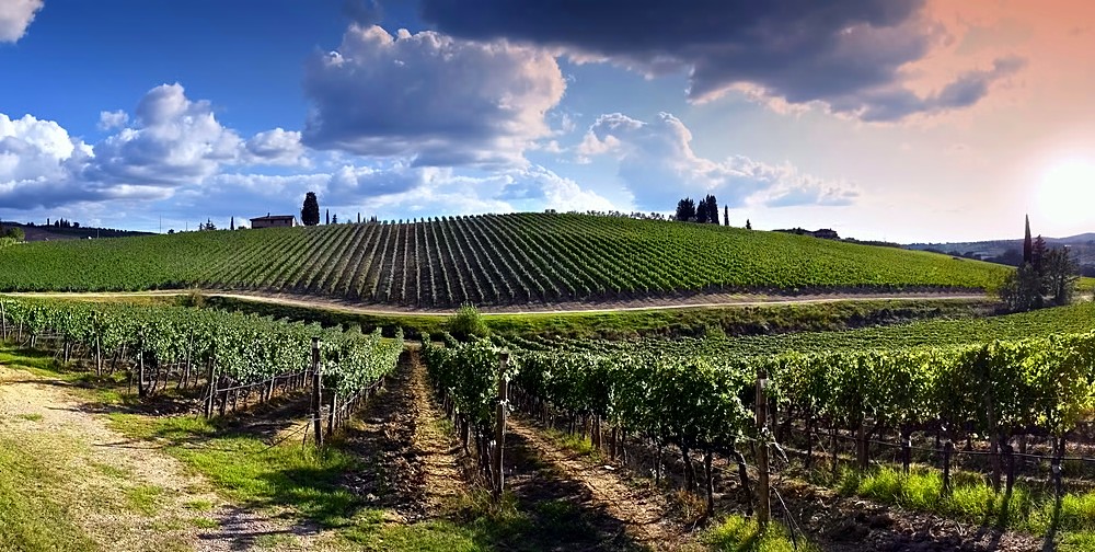 provincia Firenze vino
