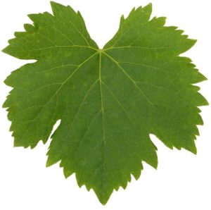 foglia di vite