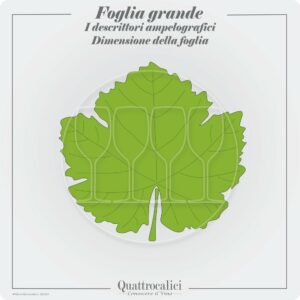 vitigni con foglia grande