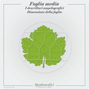 vitigni con foglia media