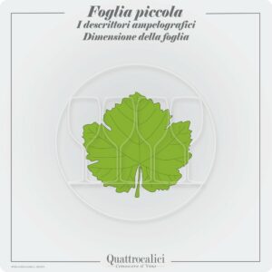 vitigni con foglia piccola