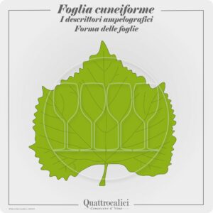 foglia cuneiforme ampelografia