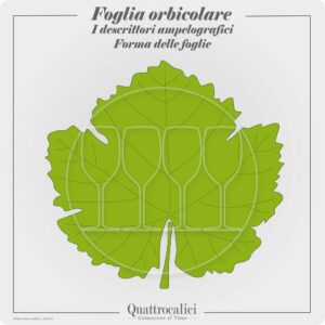 foglia orbicolare ampelografia