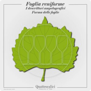 foglia reniforme ampelografia