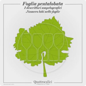 foglia pentalobata ampelografia