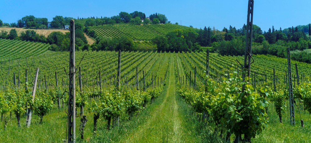 provincia forlì-cesena vino